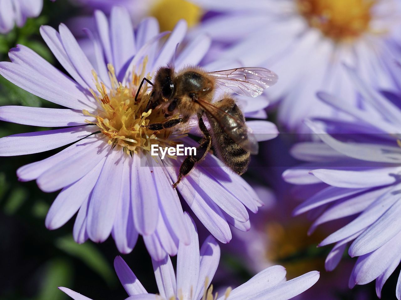 CLOSE-UP OF BEE ON PURPLE FLOWER