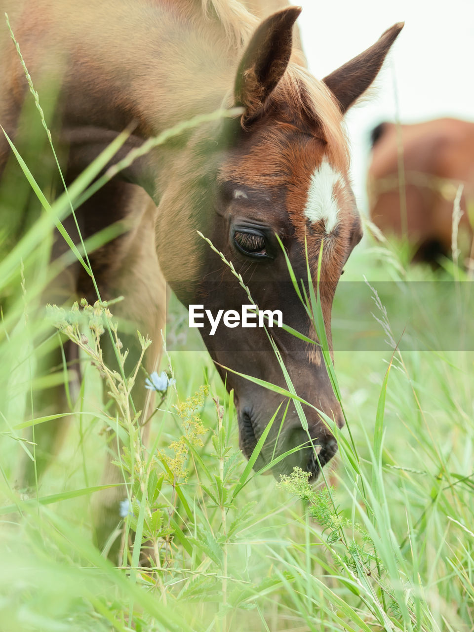 Close-up ofhorse on grass