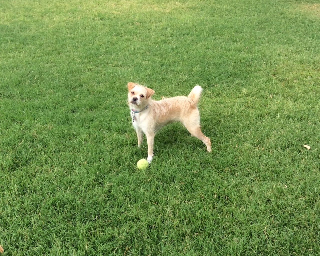 DOGS ON GRASS