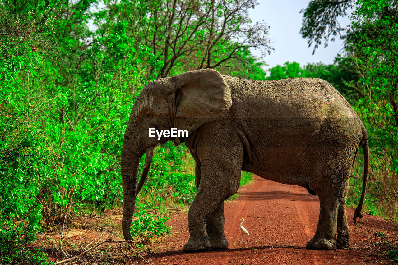 SIDE VIEW OF ELEPHANT STANDING ON LAND