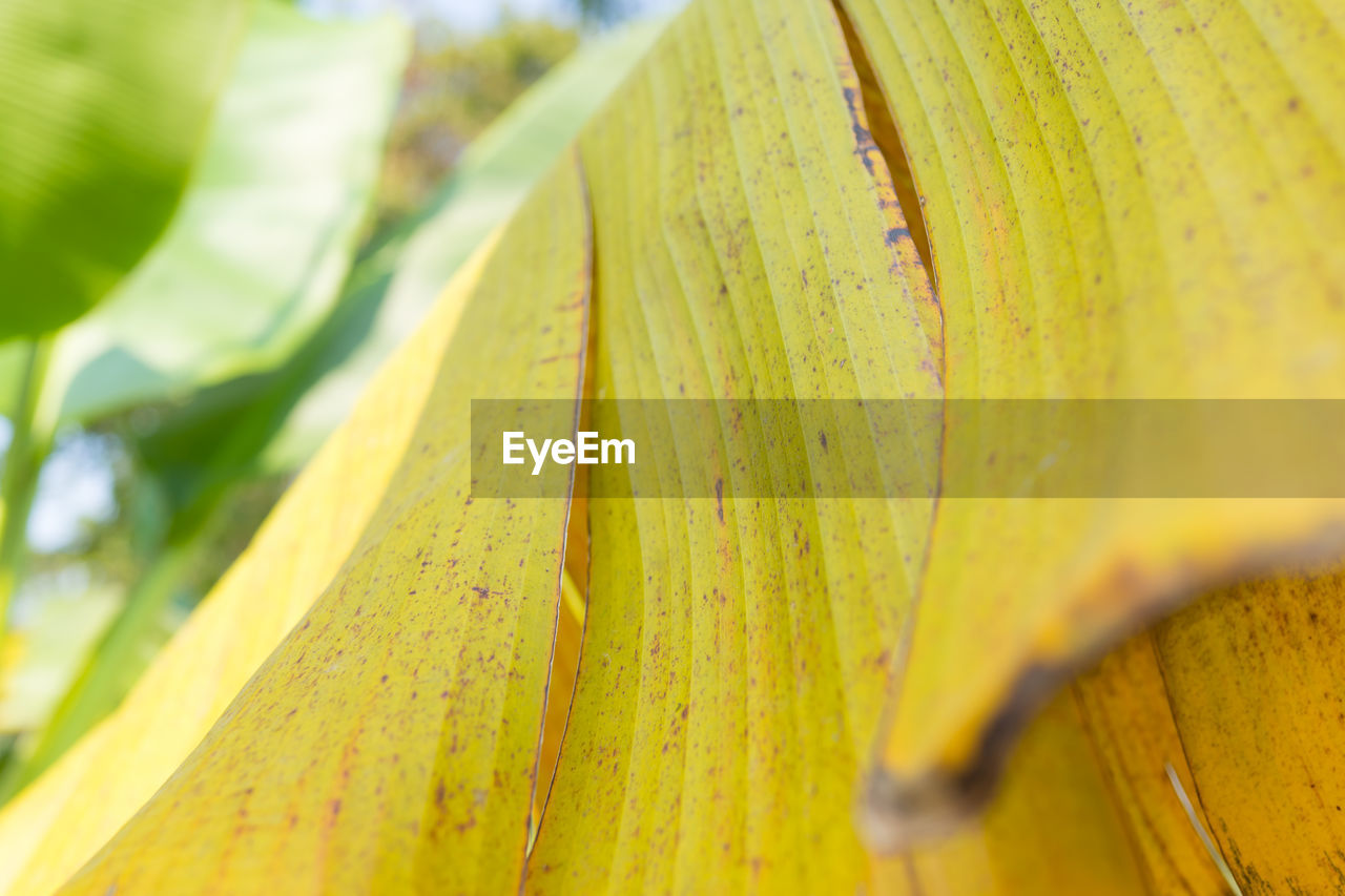 CLOSE-UP OF GREEN INSECT ON LEAVES