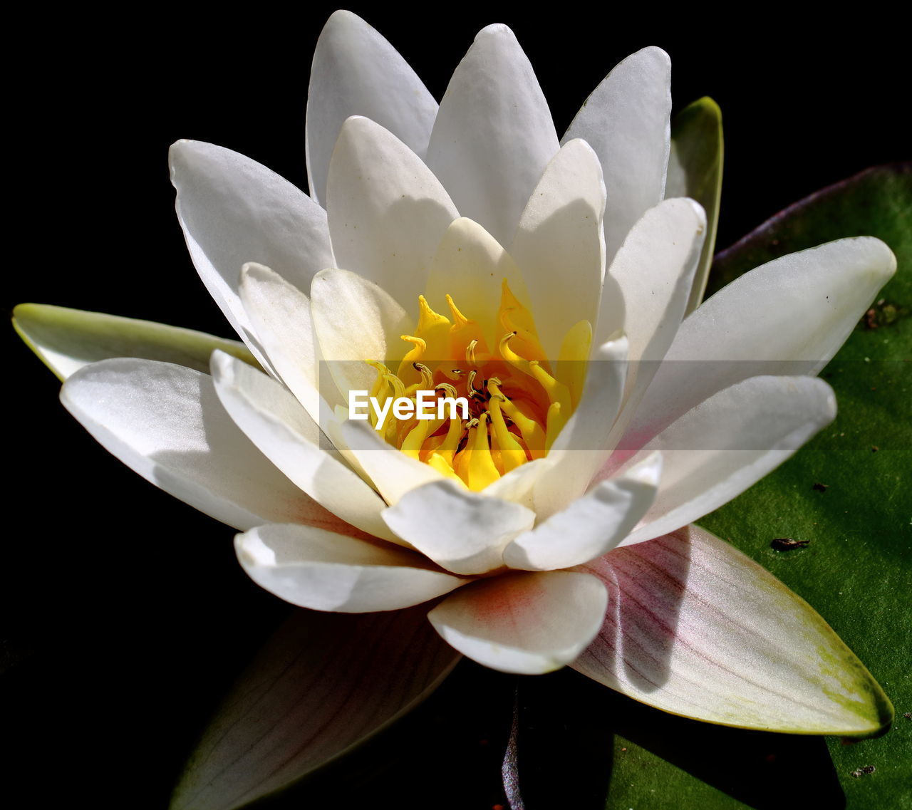 CLOSE-UP OF WHITE FLOWER