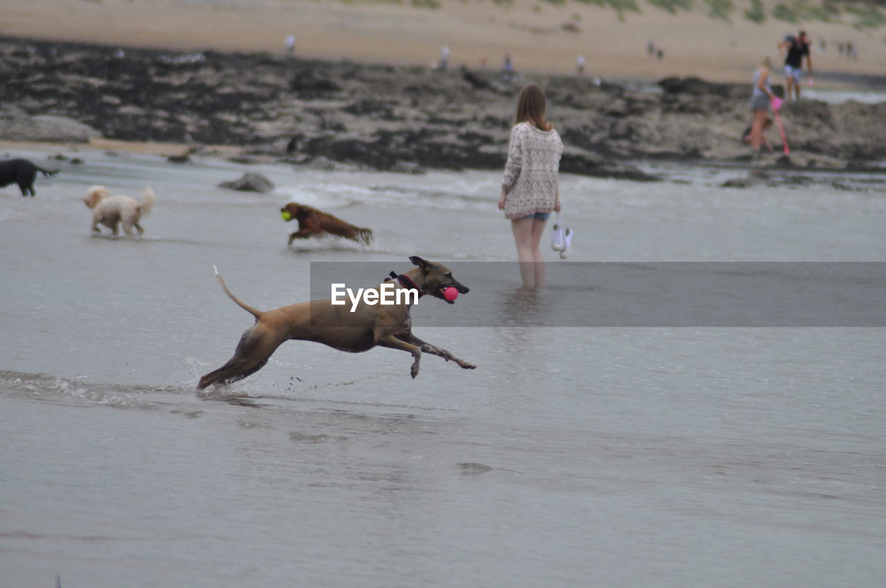 Dogs playing on beach