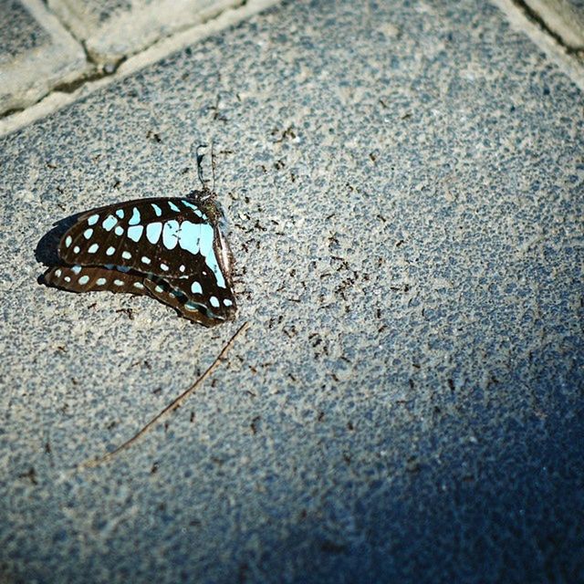 CLOSE-UP OF INSECT ON WALL