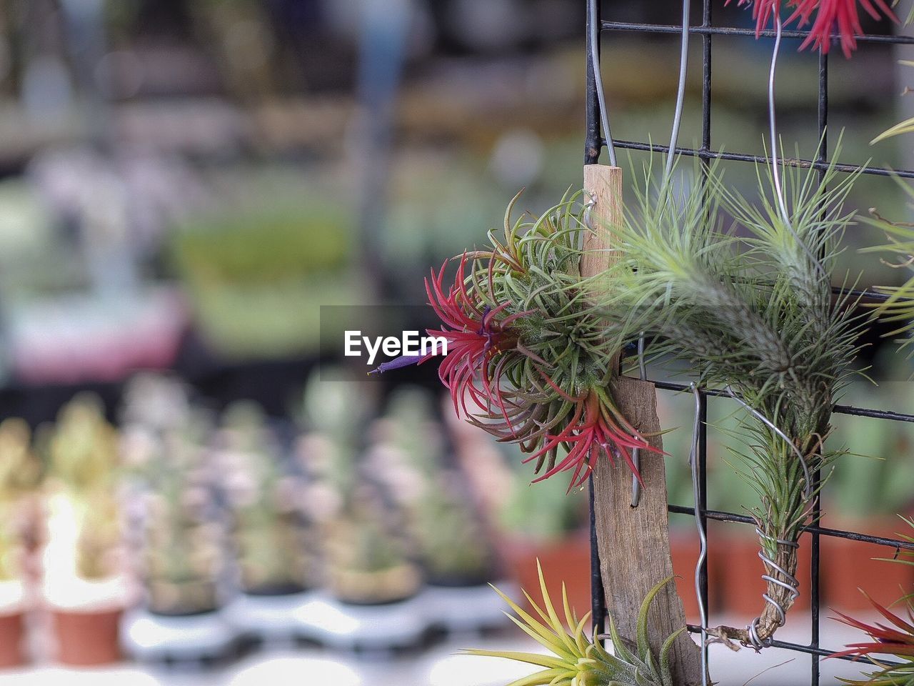 CLOSE-UP OF POTTED PLANTS IN MARKET