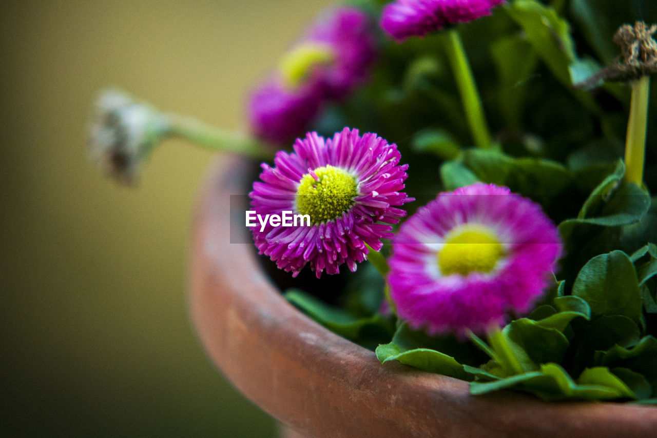 CLOSE-UP OF PINK FLOWERS BLOOMING