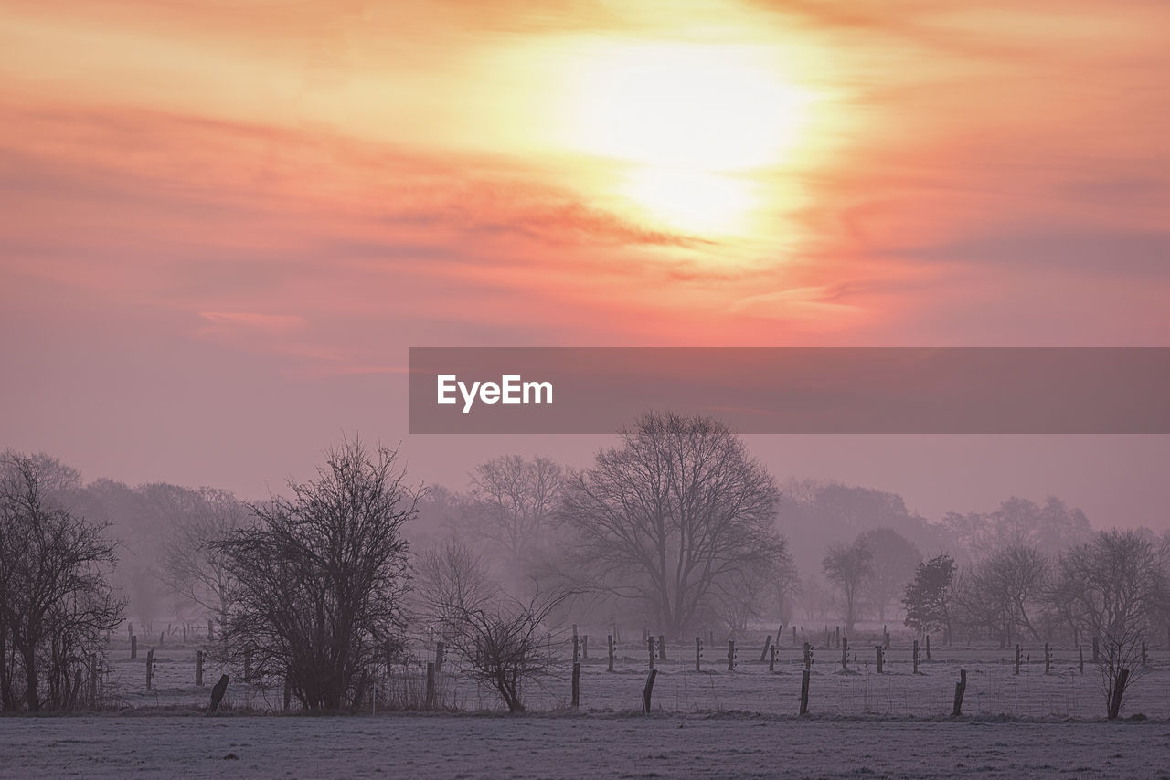 Bare trees on field against sky during sunset