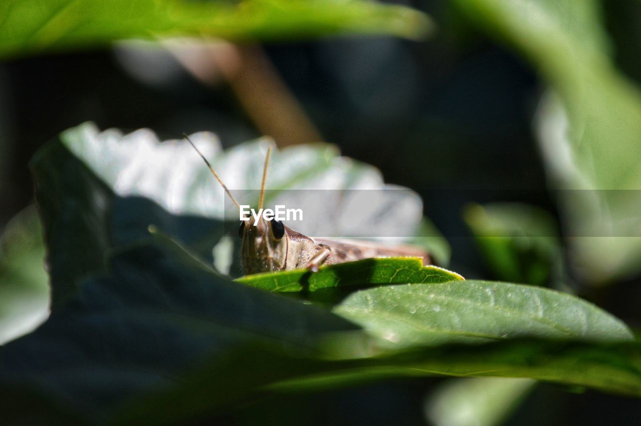 Close-up of grasshopper on leaf