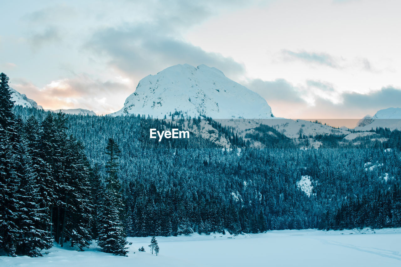 Pine  trees at durmitor mountain