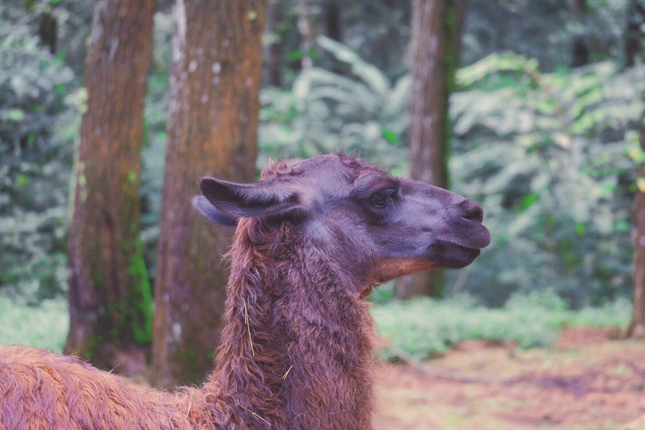 Close-up of llama on field