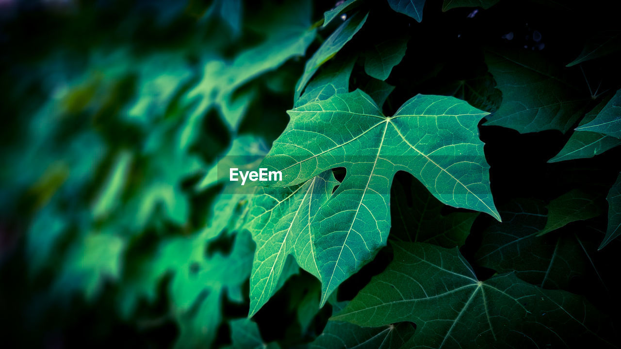 CLOSE-UP OF LEAF