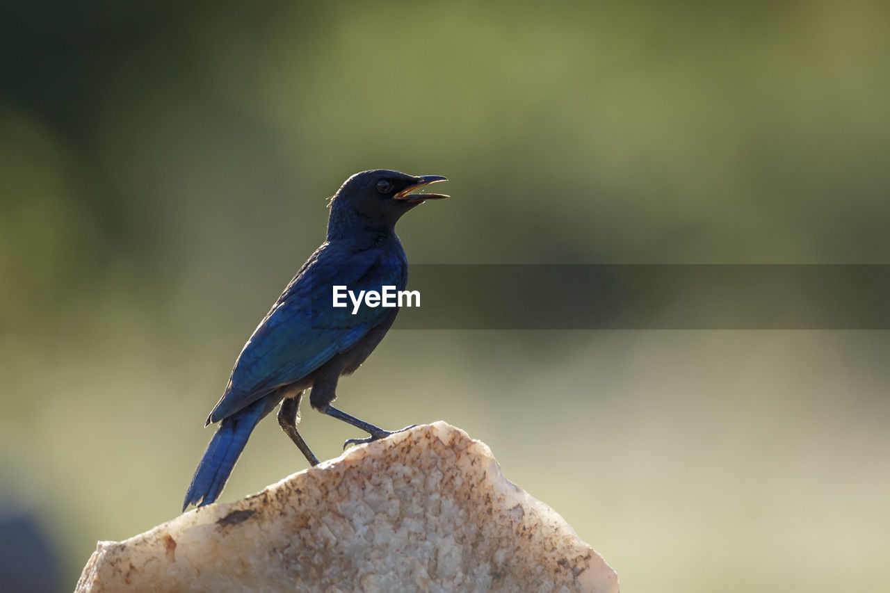 close-up of bird perching on retaining wall