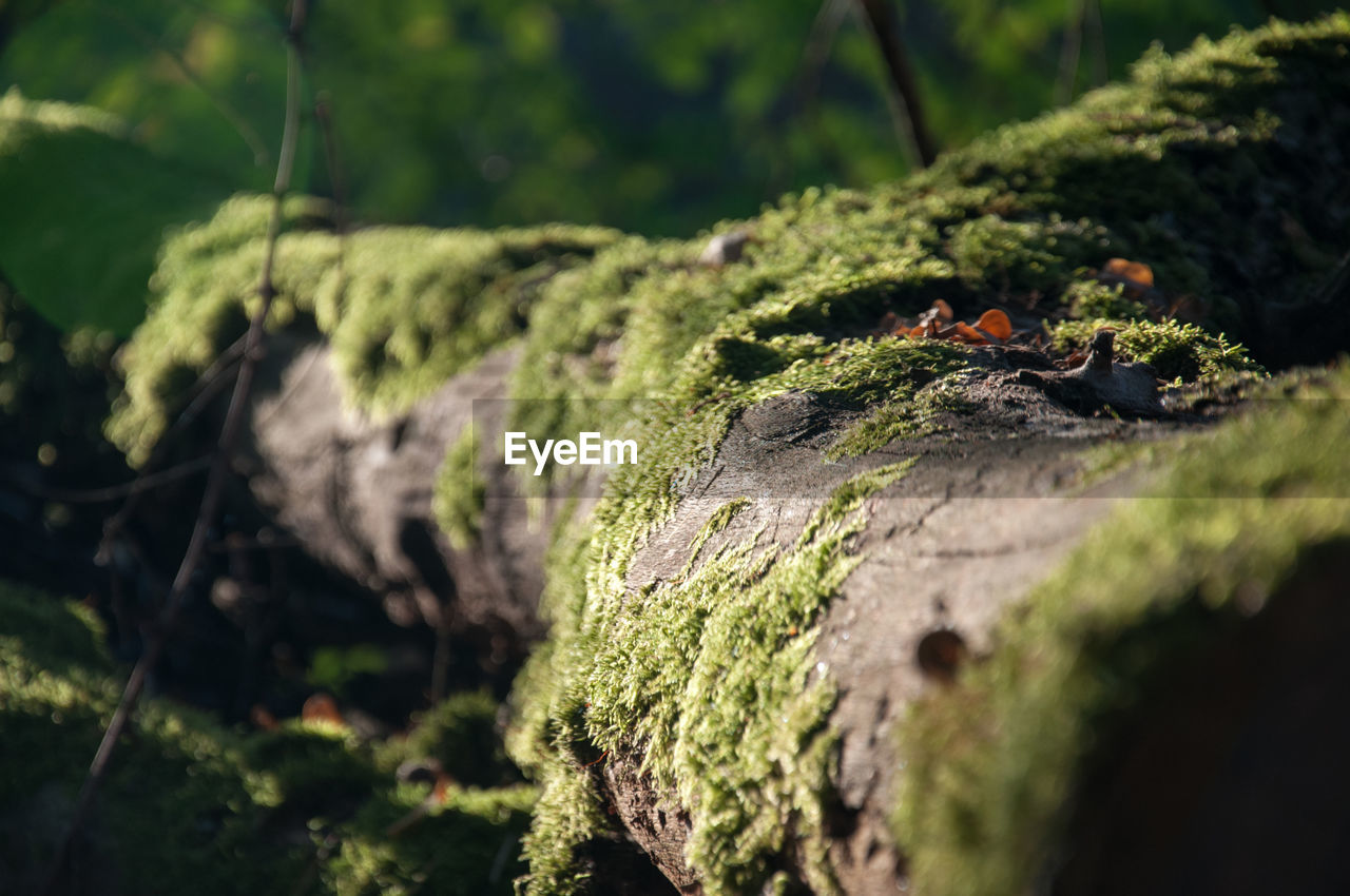 Surface level of mossy tree trunk