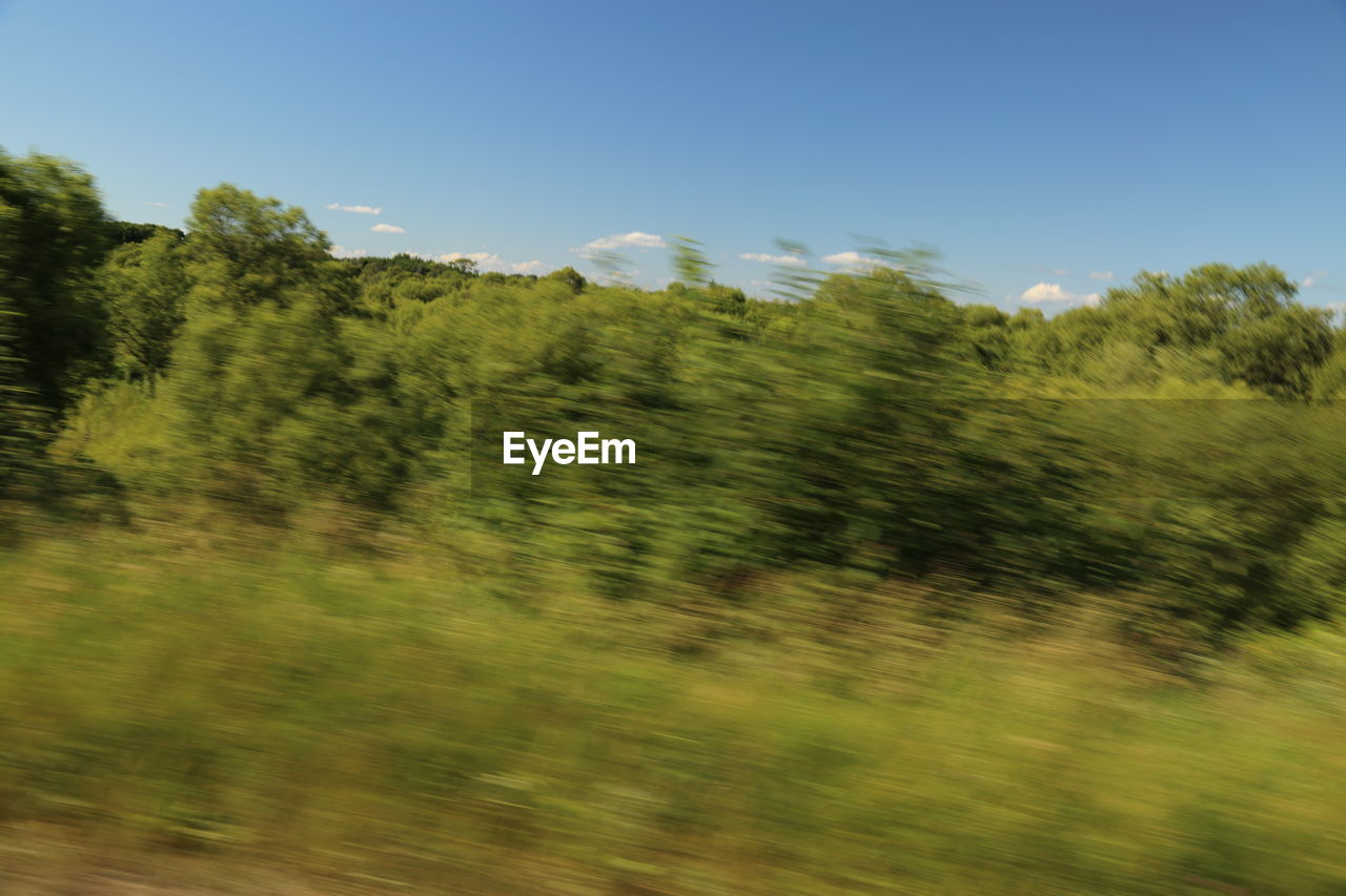 TREES ON FIELD AGAINST SKY