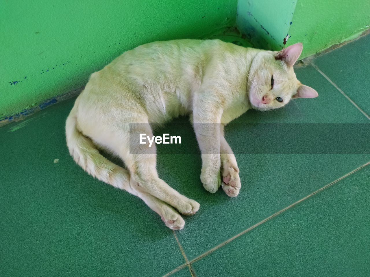 HIGH ANGLE VIEW OF CAT SLEEPING ON GREEN FLOOR