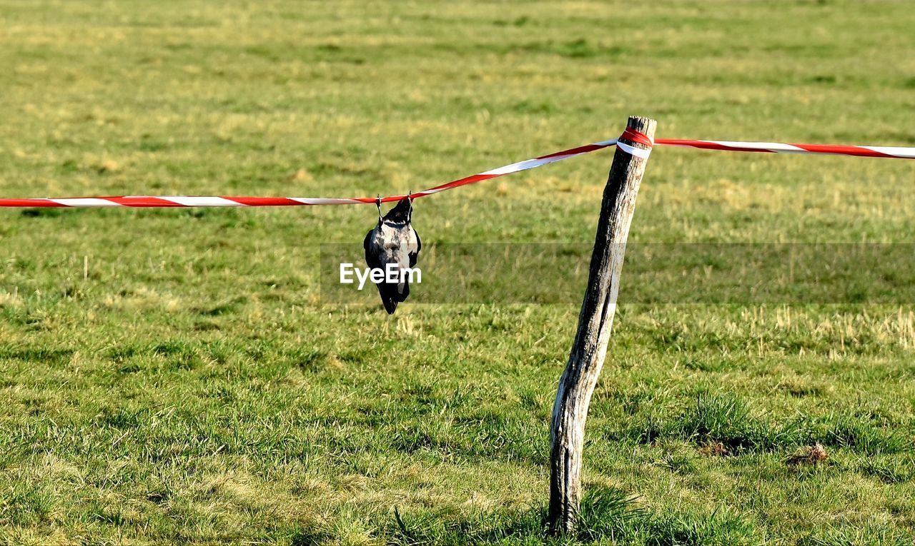 FULL LENGTH OF HORSE HANGING ON ROPE