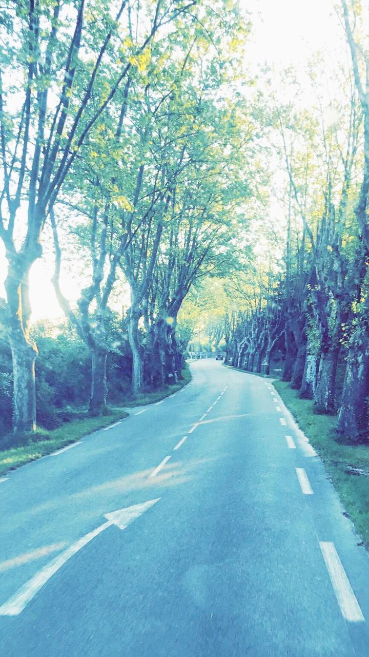 ROAD AMIDST TREES