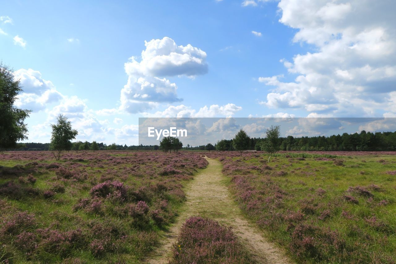 PANORAMIC VIEW OF FIELD AGAINST SKY