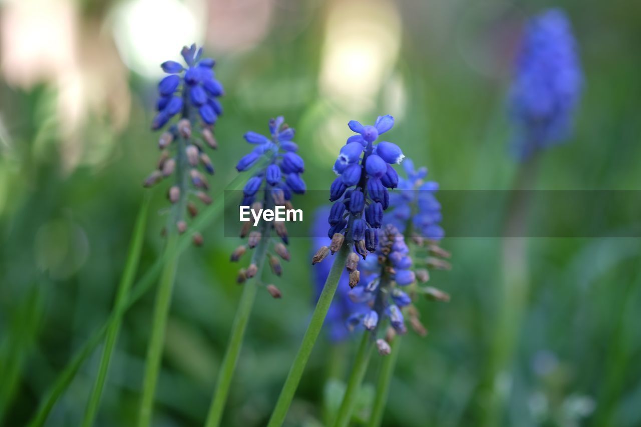 Close-up of blue grape hyacinths blooming in park