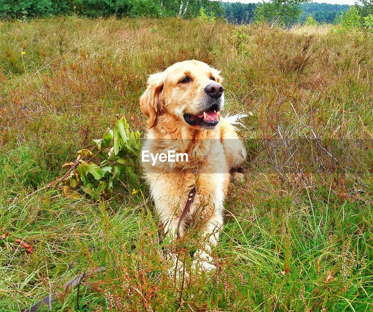 DOG SITTING IN FIELD