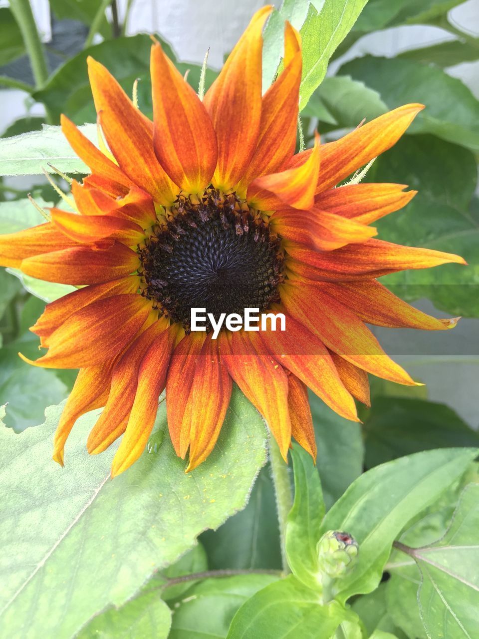 Close-up of sunflower