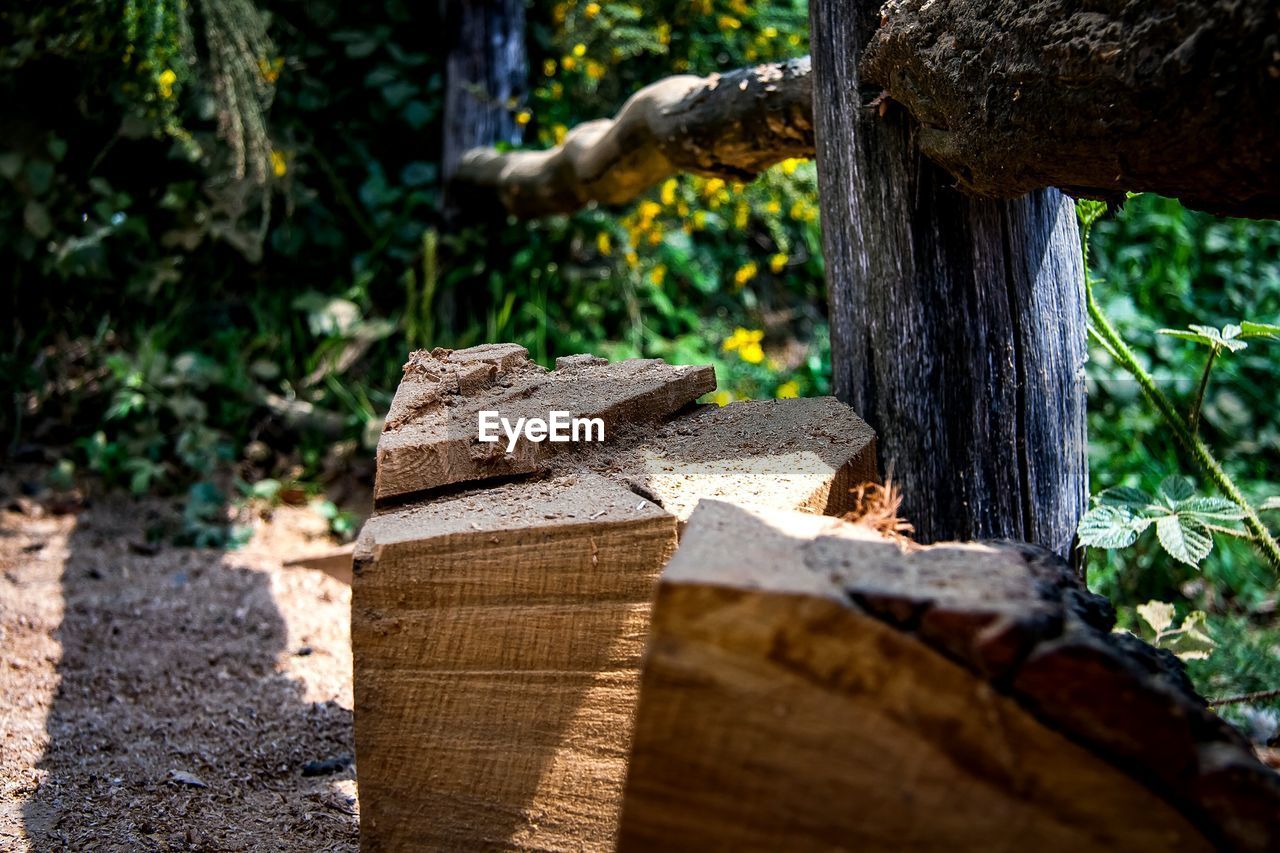 CLOSE-UP OF TREE TRUNK BY PLANTS IN FOREST