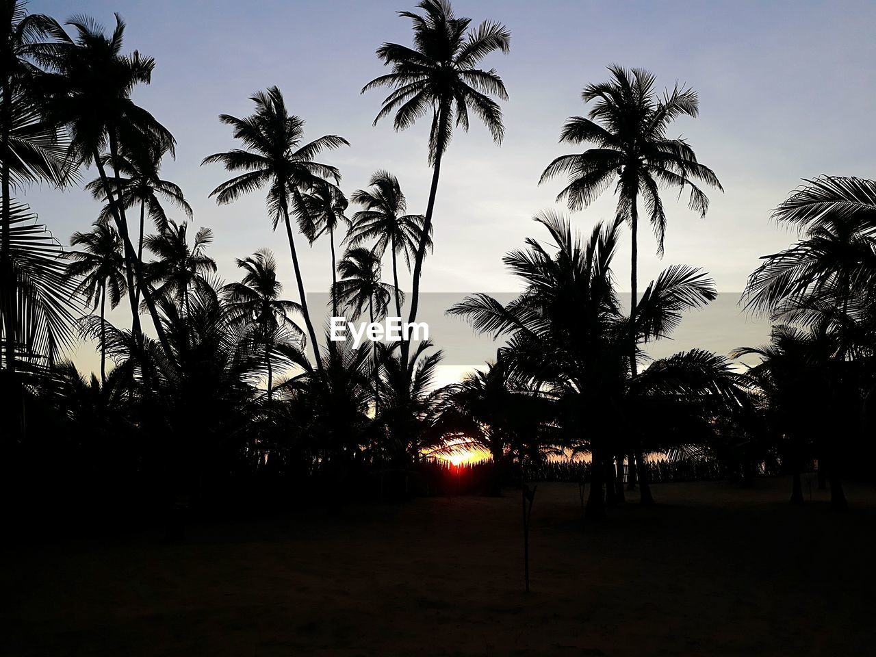 SILHOUETTE PALM TREES AGAINST SKY DURING SUNSET