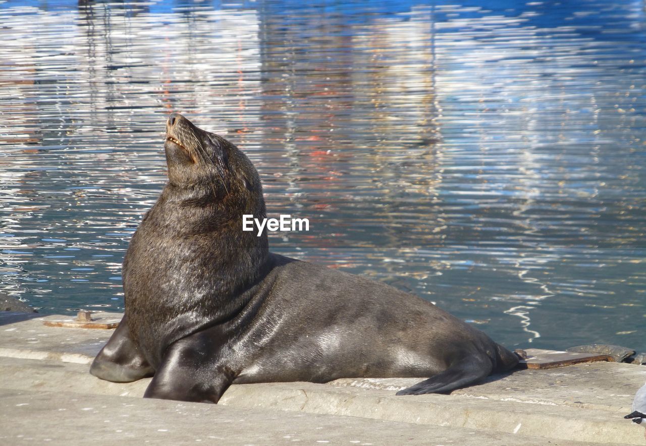 Seals on pier in sea