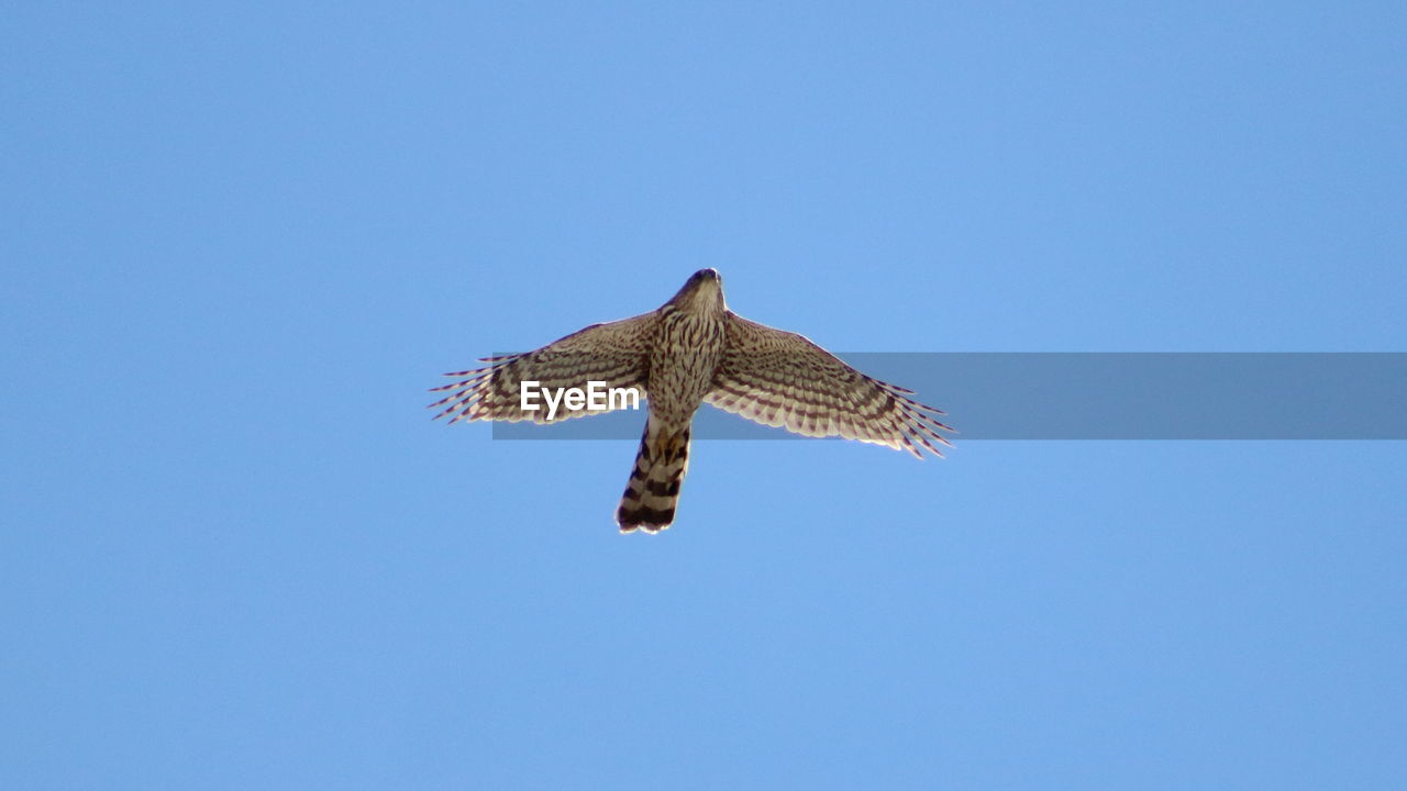 Low angle view of hawk flying against clear sky