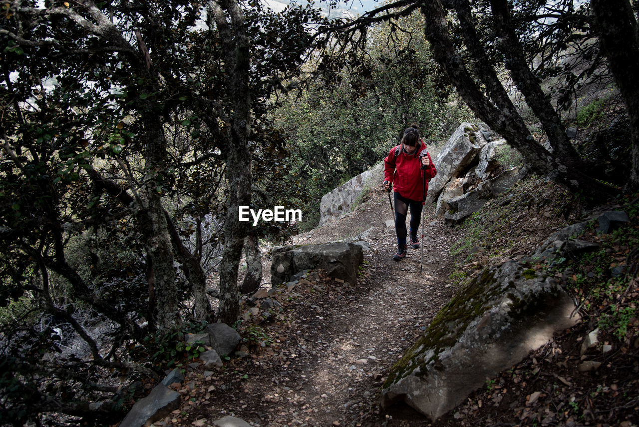 Hiker woman with trekking sticks on mountain trail in the forest. troodos mountains cyprus