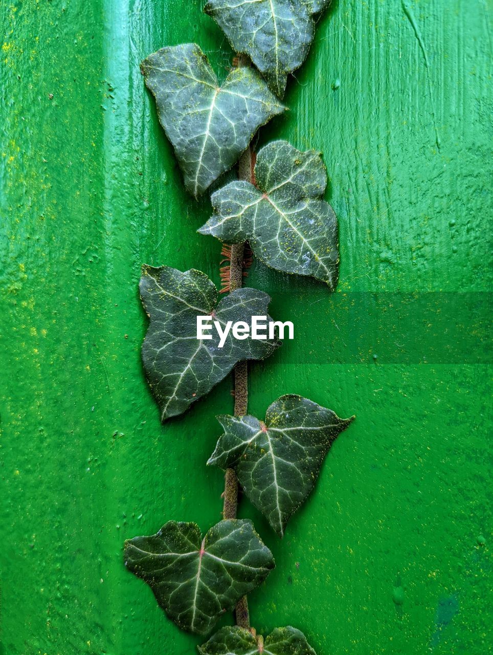 green, leaf, plant part, no people, close-up, nature, wood, day, plant, outdoors, leaves, leaf vein, flower, wall - building feature, animal, textured