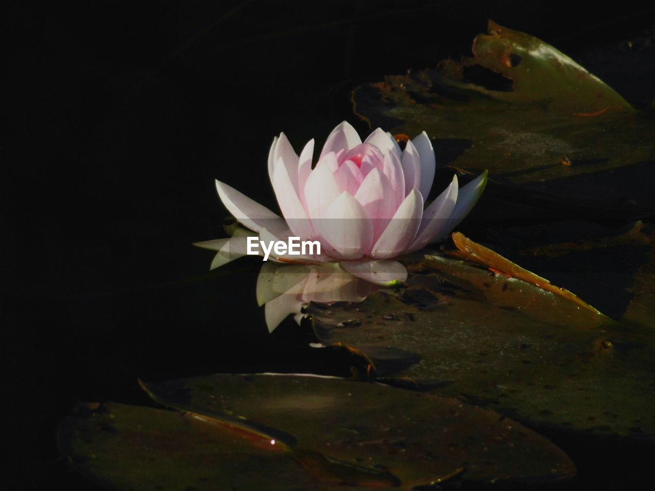 High angle view of fresh pink water lily amidst leaves in pond