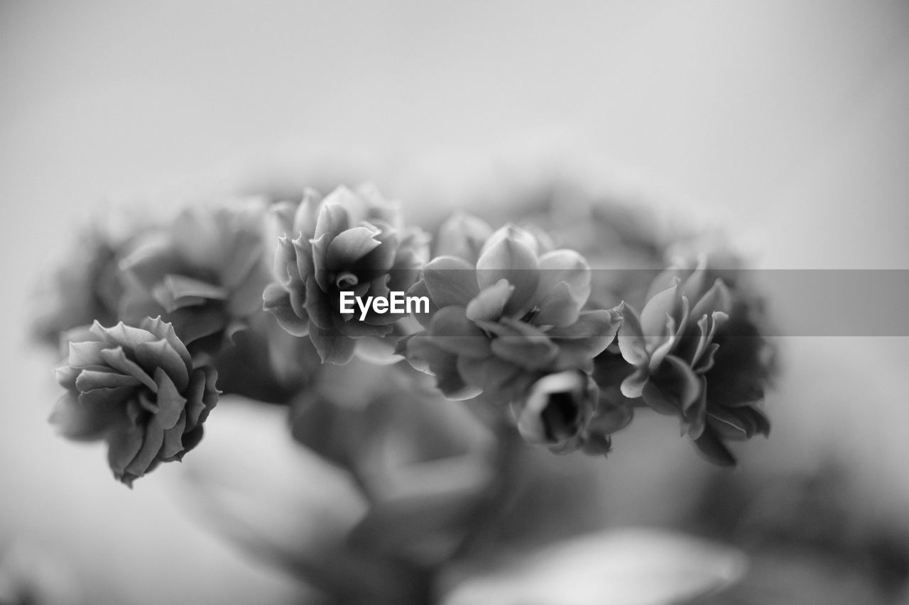 Close-up of flowering plant