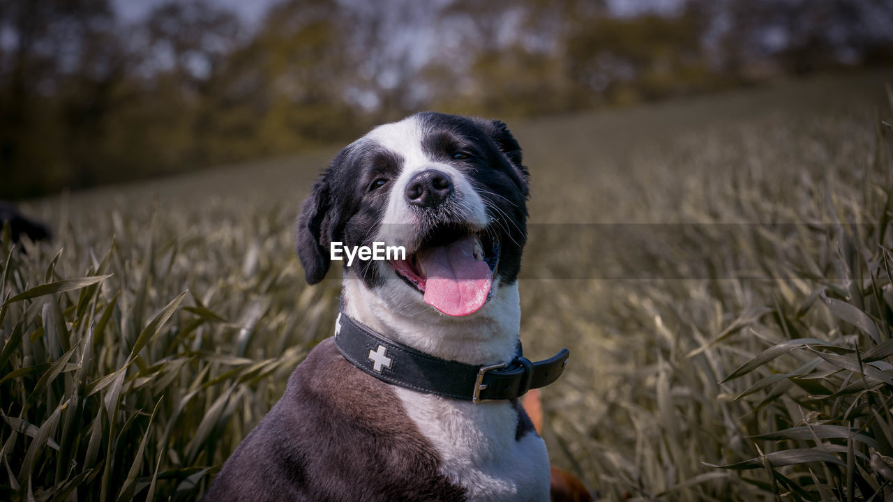 Close-up of dog on field