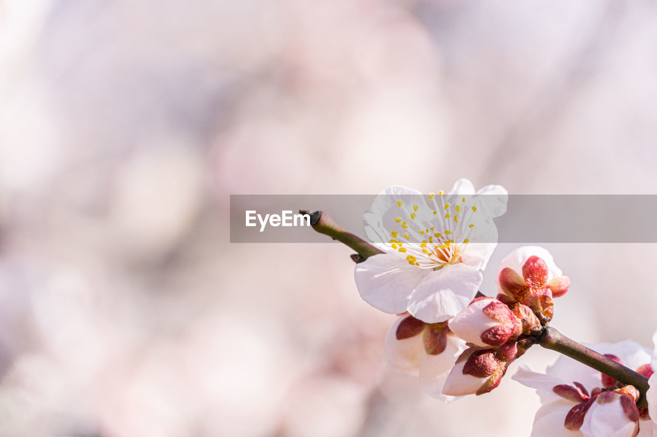 Plum blossoms in early spring in japan