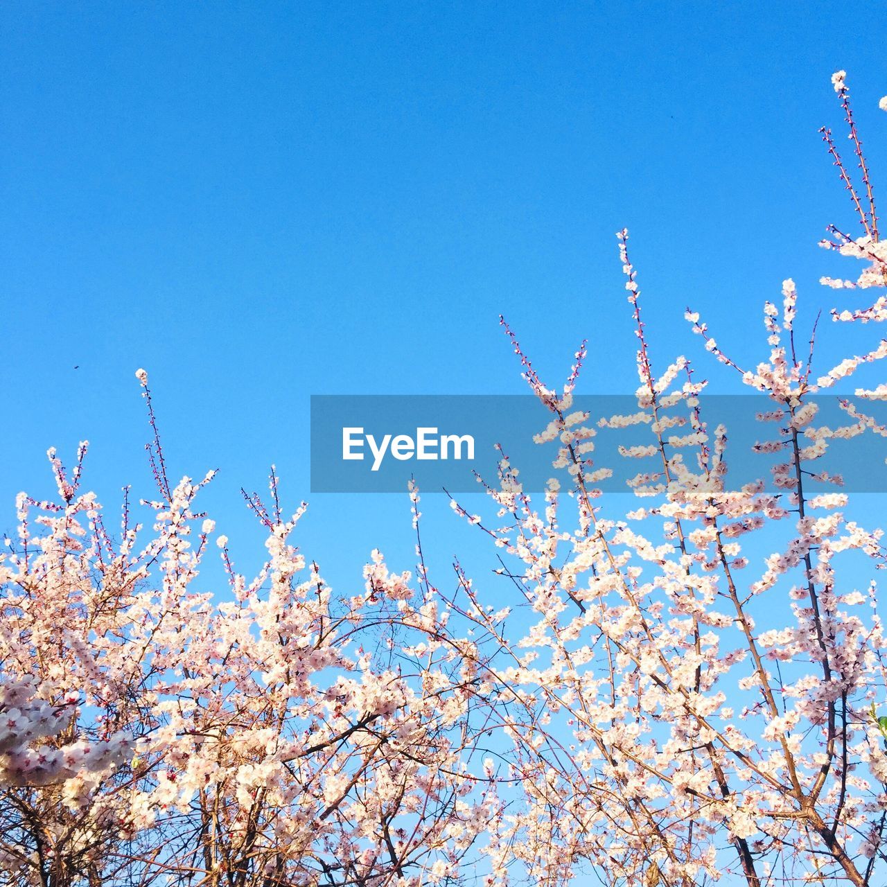 Low angle view of cherry blossom against blue sky