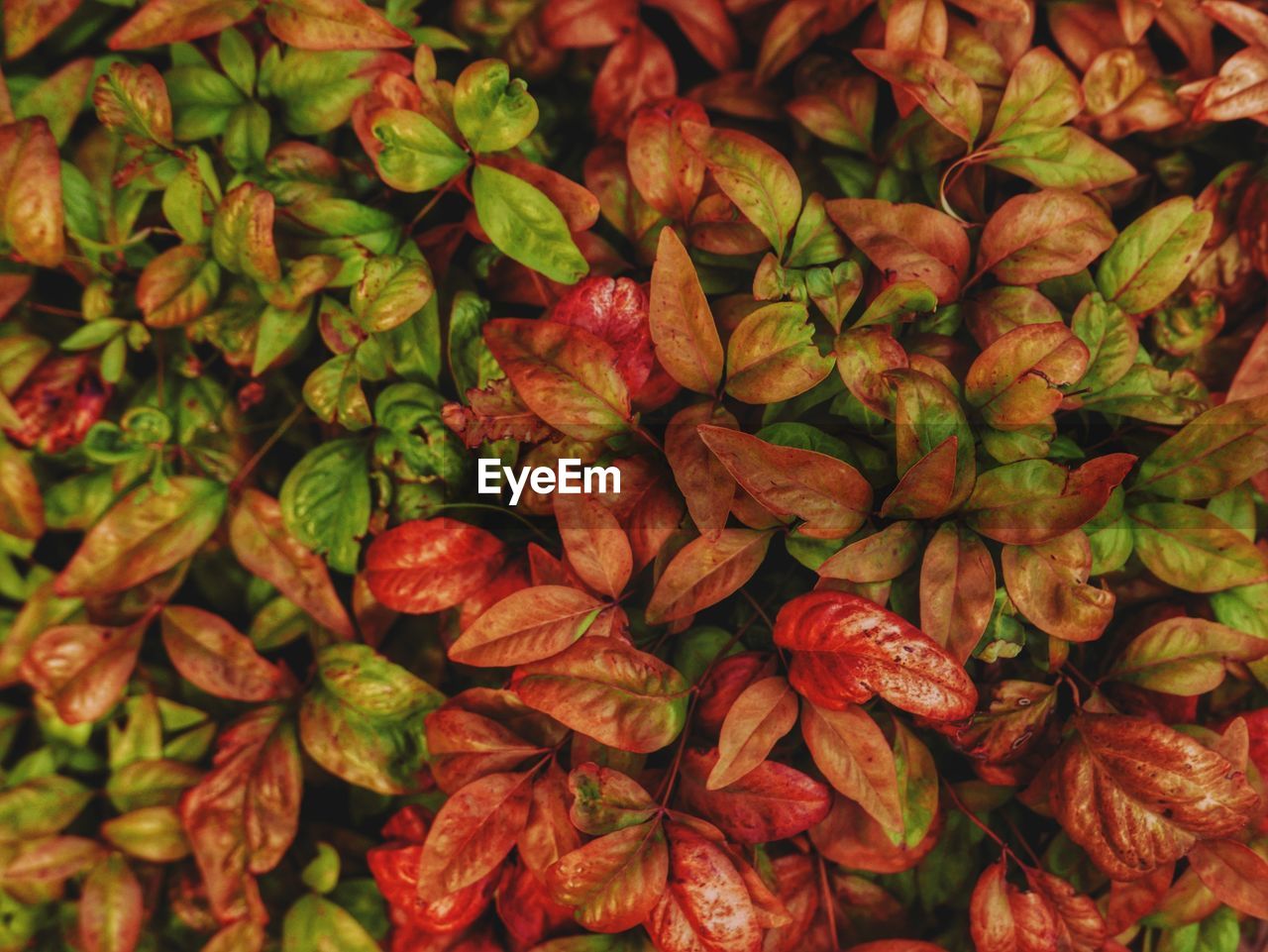 FULL FRAME SHOT OF RED LEAVES AND PLANTS