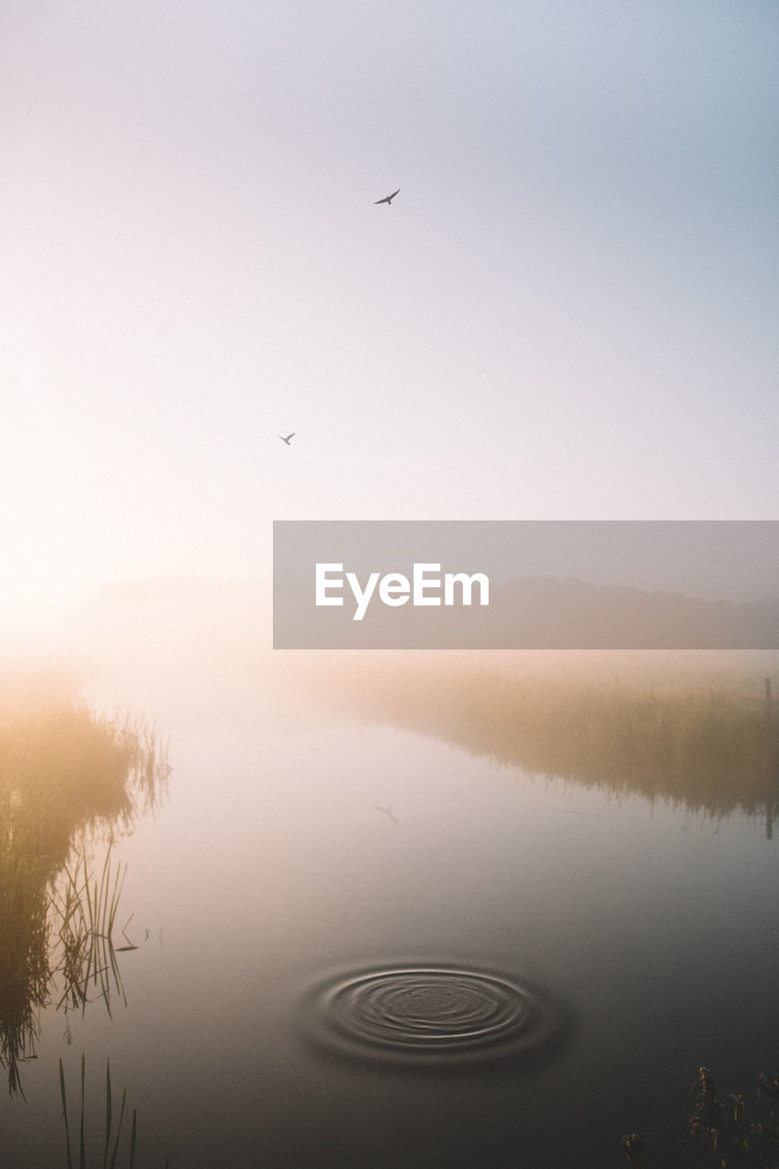 Bird flying over water against sky