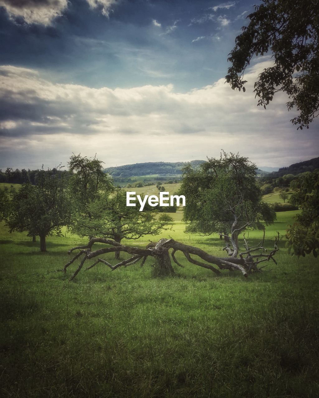 Trees on field against sky