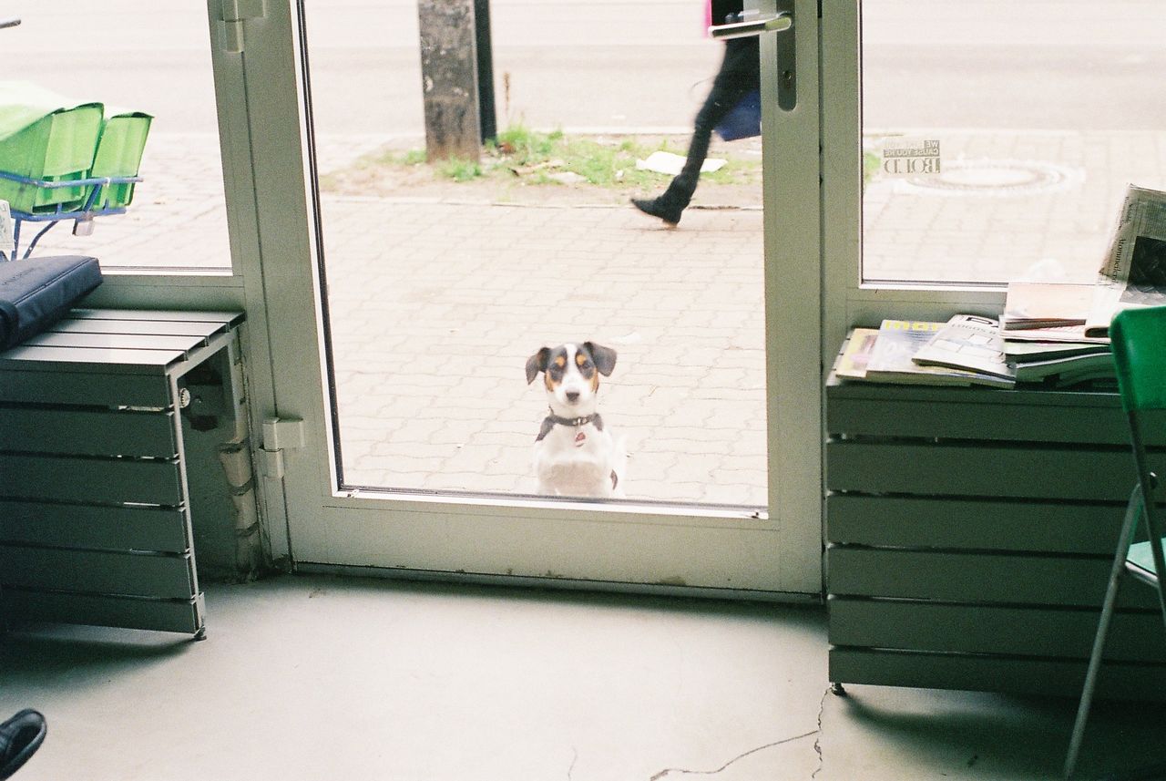 A dog standing in front of a door with white frames