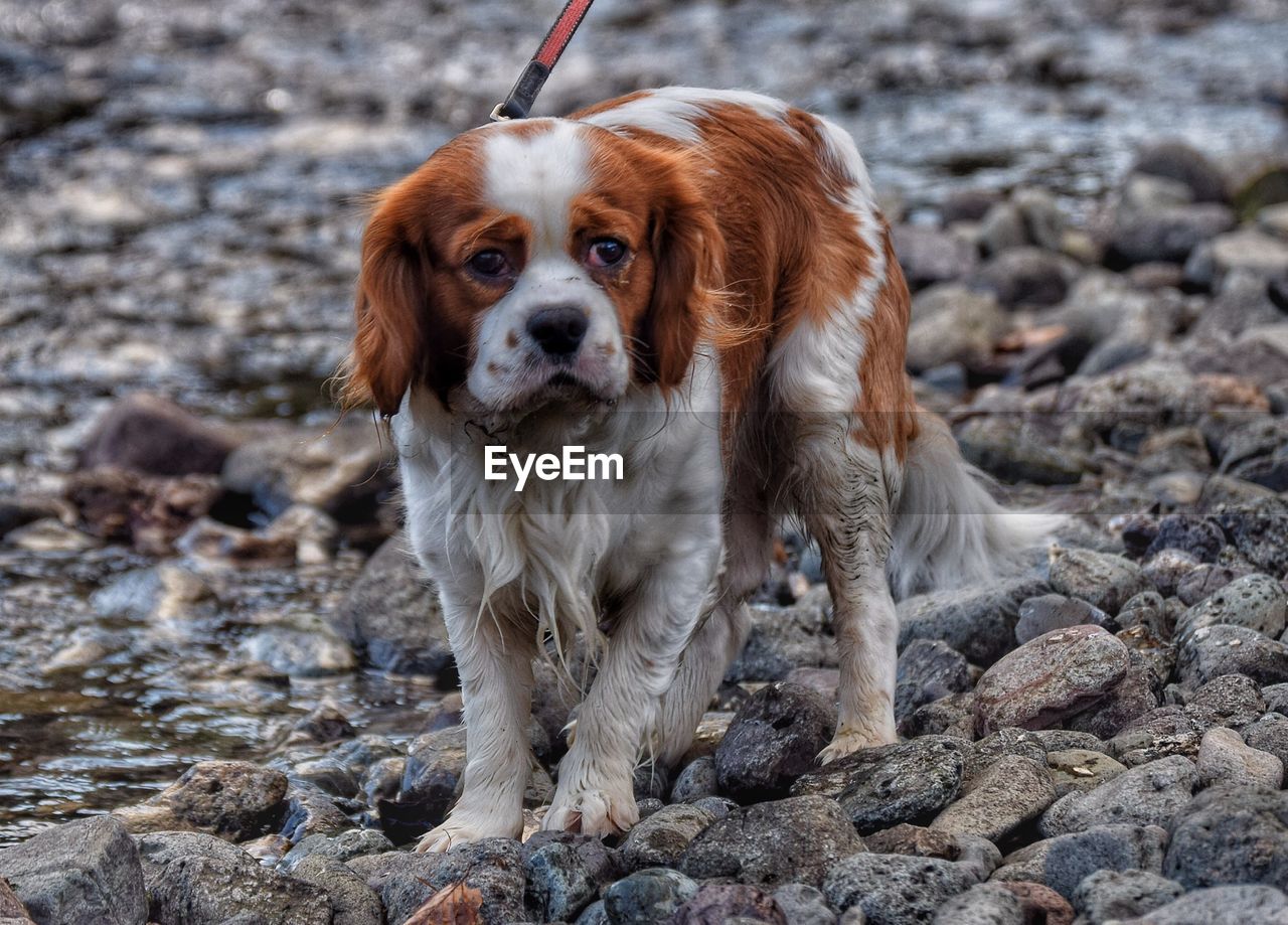 Dog on rocky beach