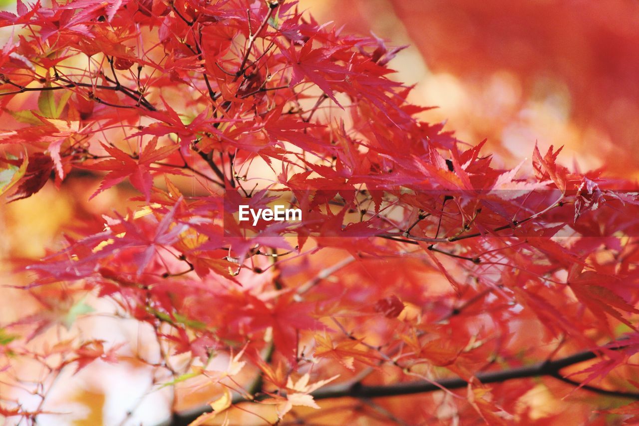 CLOSE-UP OF AUTUMNAL LEAVES ON TREE