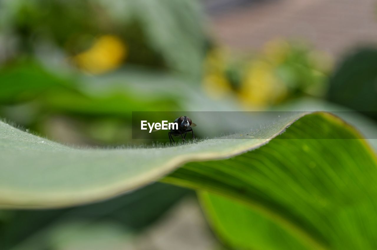 Close-up of ant on leaf