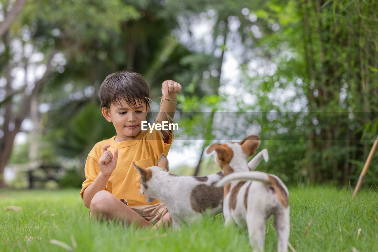 Boy sitting at park with dogs