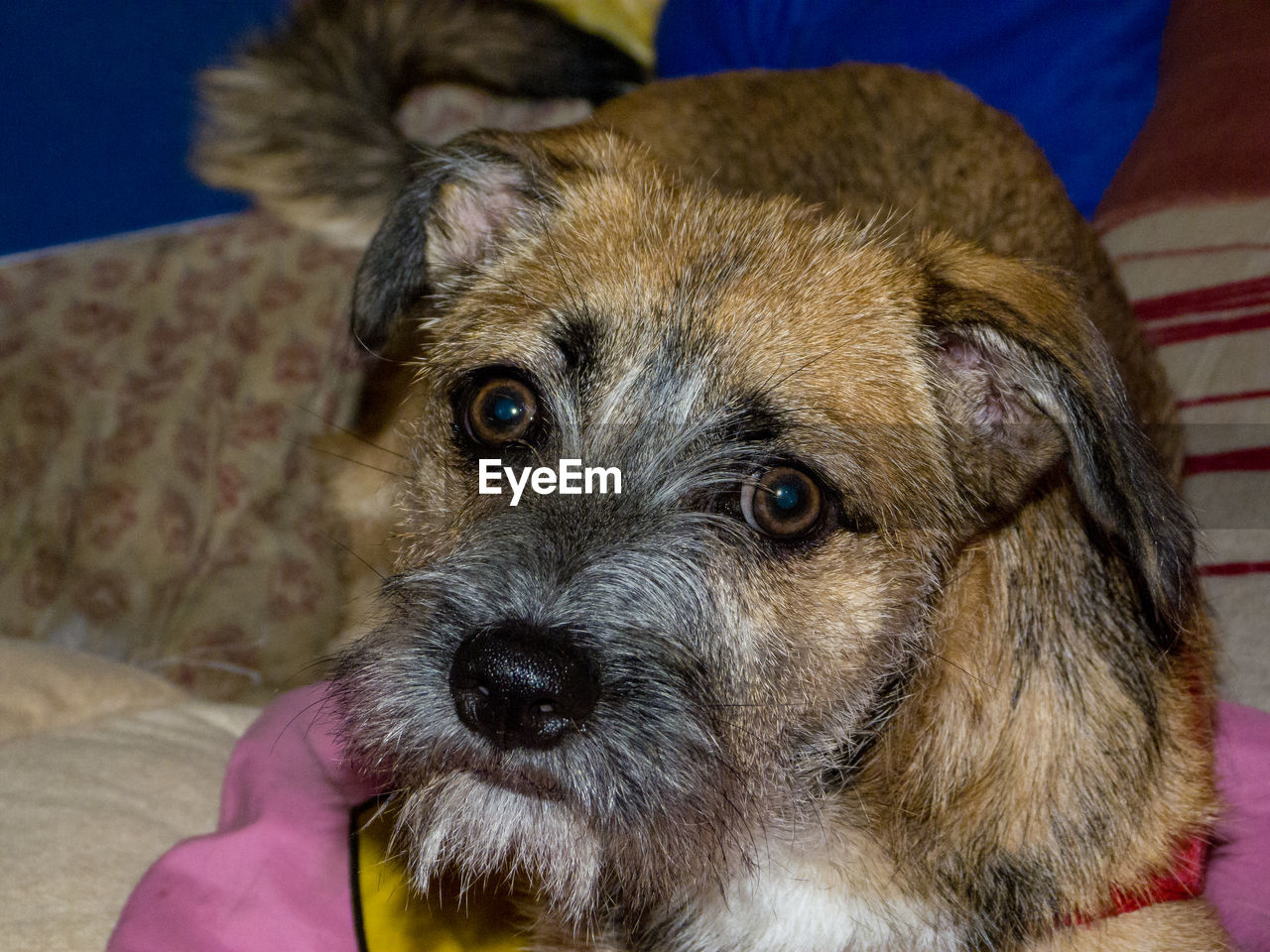CLOSE-UP PORTRAIT OF DOG WITH MOUTH OPEN