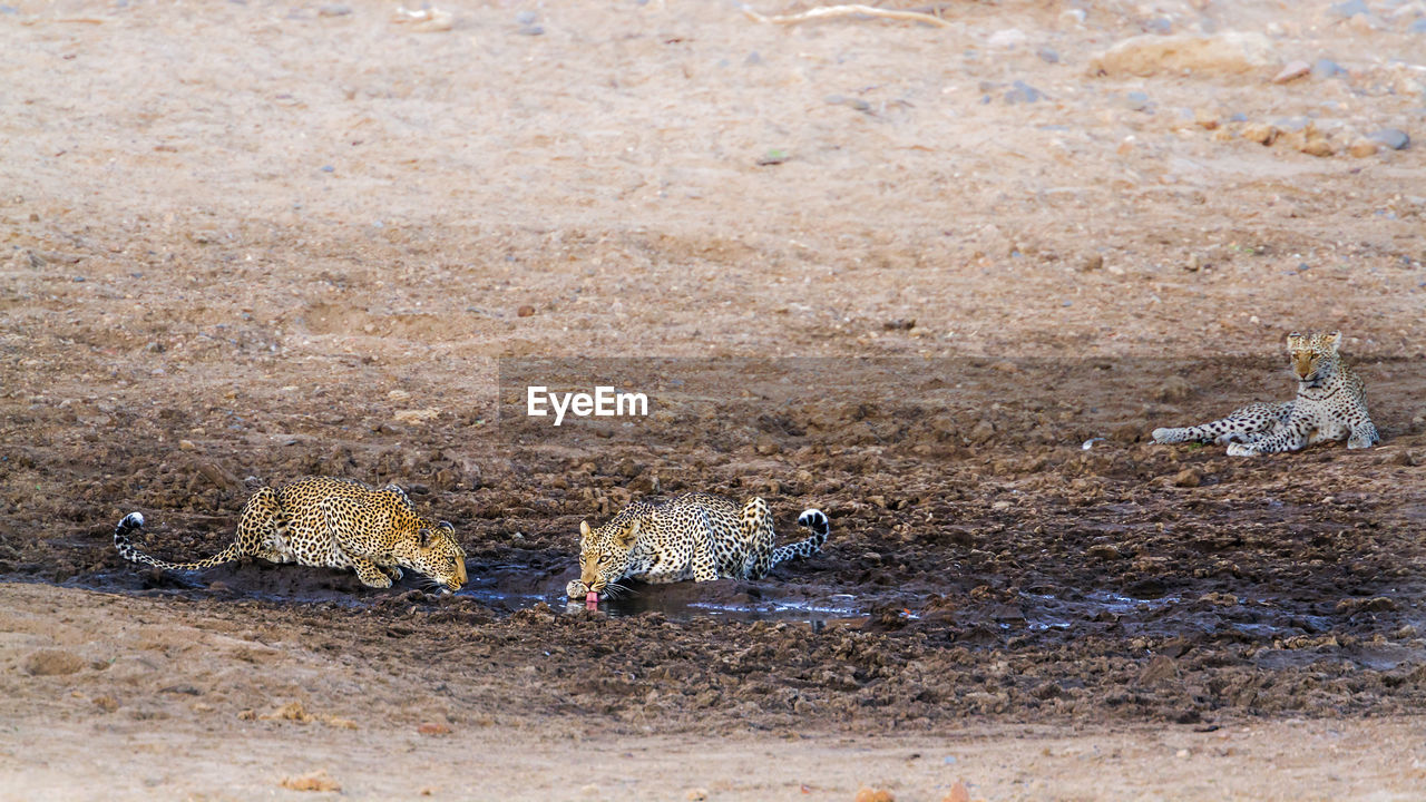 High angle view of leopards on land