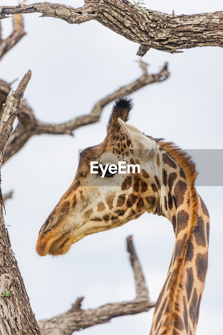 Giraffe head in between tree branches