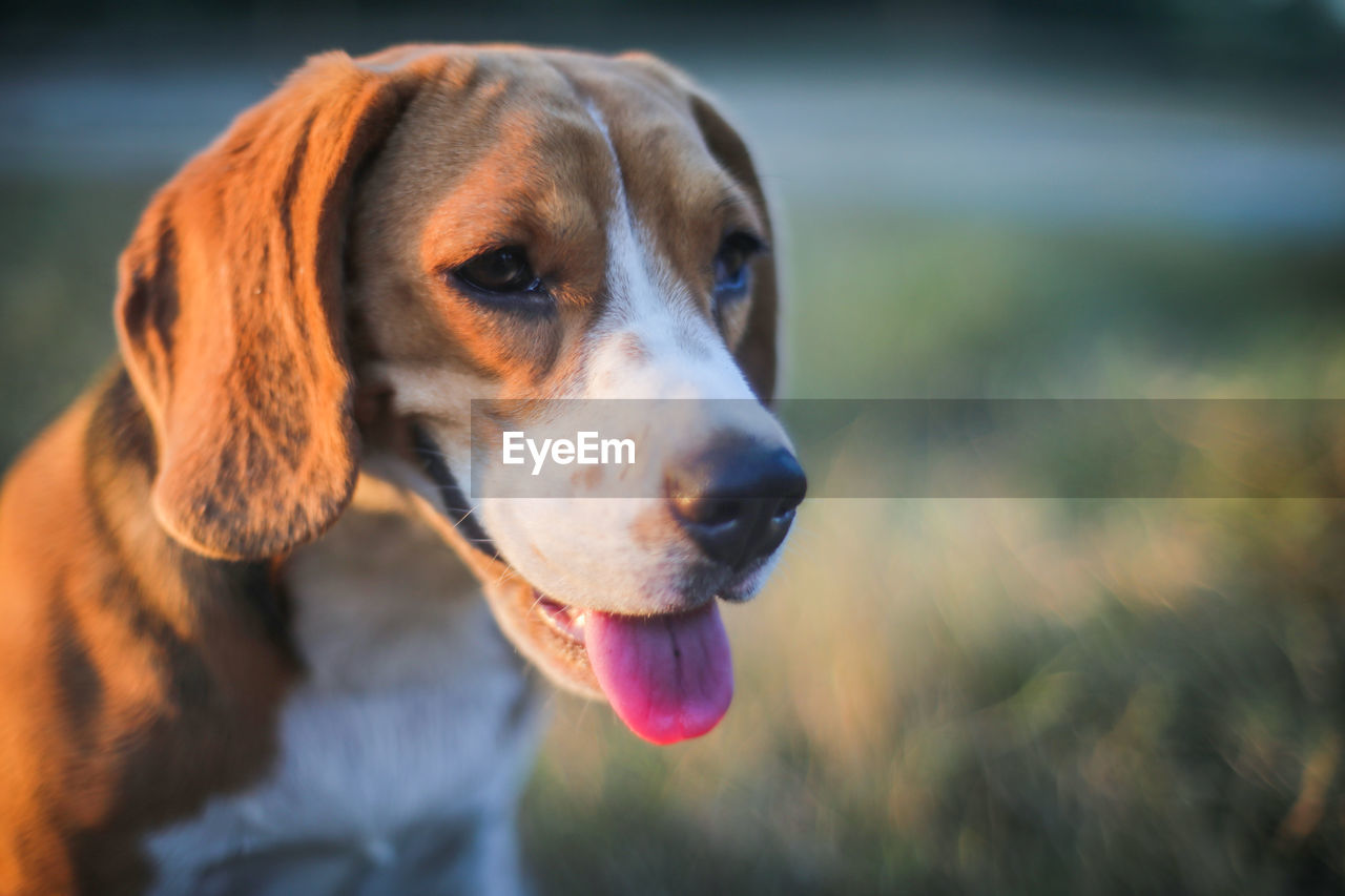 CLOSE-UP OF DOG