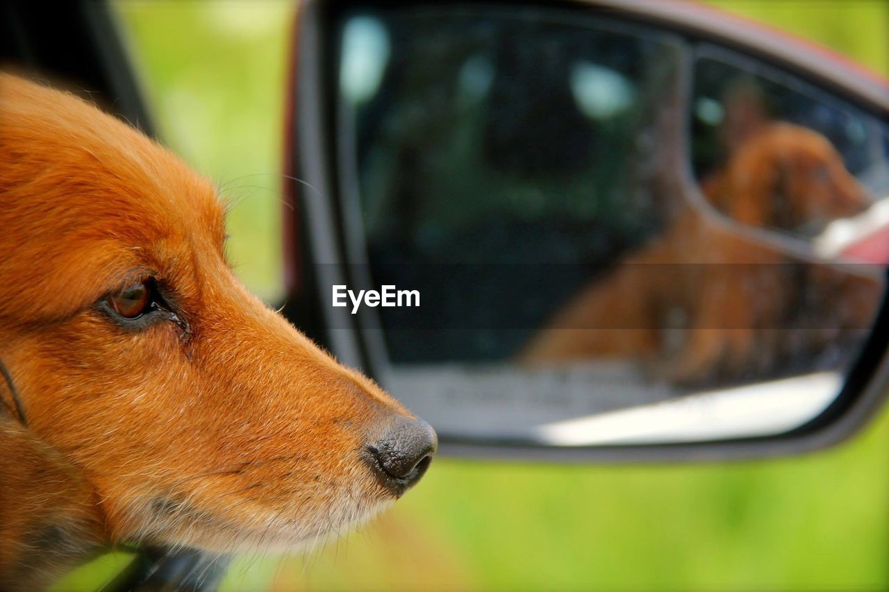 Close-up of brown dog in car against side-view mirror