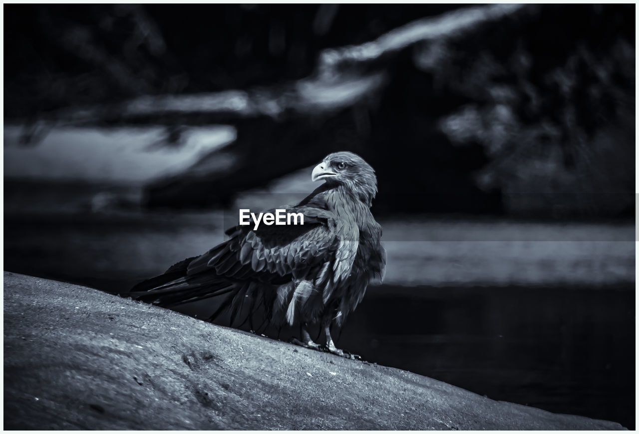 Bird perching on a wood